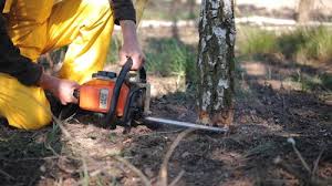 How Our Tree Care Process Works  in  Lawson, MO